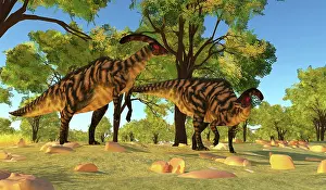 Markings: Parasaurolophus dinosaurs graxing under trees