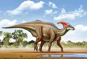 Puddle: A Parasaurolophus searches for a source of water