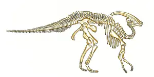 Ankylopollexia: Parasaurolophus skeleton