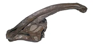 Saurolophinae: Parasaurolophus skull