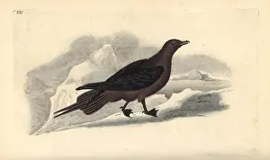 Stercorarius: Parasitic Jaeger, Stercorarius parasiticus