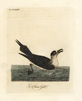 Skua: Parasitic jaeger, Stercorarius parasiticus