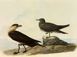 Jaeger: Parasitic Jaeger, Stercorarius parasiticus