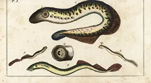 Marinus: Parasitic lamprey eels