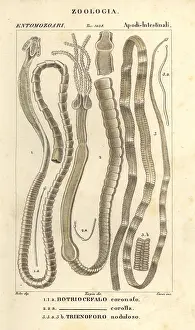 Demosponge: Parasitic worms and tapeworms