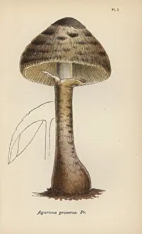 Mordecai: Parasol mushroom, Agaricus procerus