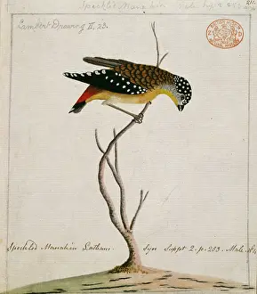 Punctatus: Pardalotus punctatus, spotted pardalote
