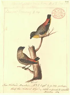 Punctatus: Pardalotus punctatus, spotted pardalote