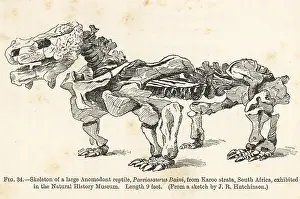 Smit: Pareiasaurus serridens skeleton