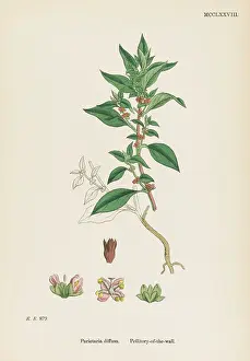 Parietaria: PARIETARIA DIFFUSA