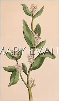 Parietaria: PARIETARIA JUDAICA