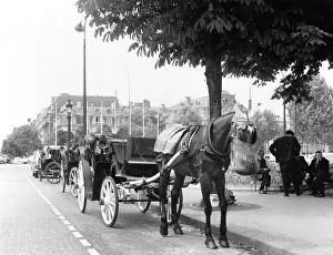 Cabs: PARIS HORSE CABS