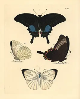 Colias: Paris peacock and mottled emigrant butterfly