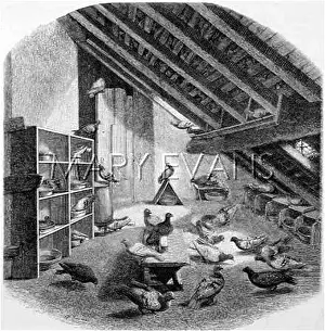Homing: PARIS SIEGE PIGEONS