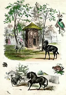 Antelopes: PARIS ZOO