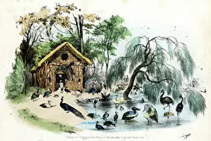Basse: PARIS ZOO - BIRDS