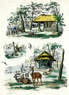 Acclimatation: PARIS ZOO - DEER