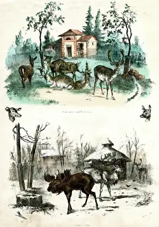Acclimatation: PARIS ZOO - ELK