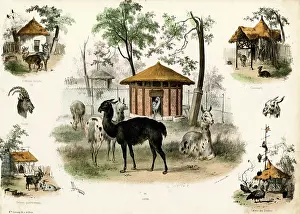 Llama: PARIS ZOO - LLAMA