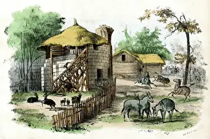Chamois: PARIS ZOO - MAMMALS
