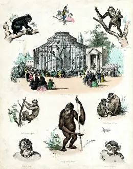 Orangutan: Paris Zoo - Monkeys