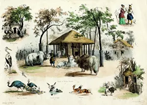 Yaks: PARIS ZOO - YAKS ETC