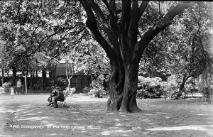 Greenery: In the Park