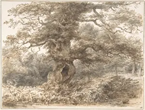 The Liszt Collection: In the Park at Packington, late 18th?early 19th