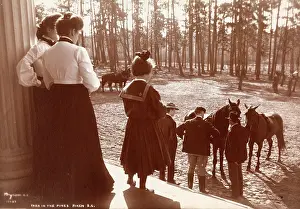 Aiken: Park in the Pines