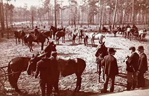 Aiken: Park in the Pines