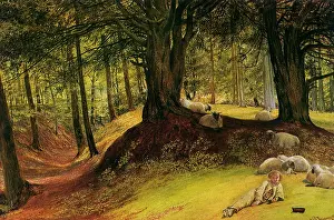 Abinger: Parkhurst Woods, Abinger