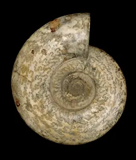 Zig Zag: Parkinsonia dorsetensis, ammonite