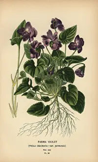 Maxima: Parma violet, Viola odorata