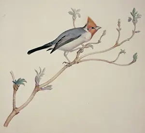 Coronata: Paroaria coronata, red-crested cardinal
