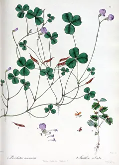 Ciliata: Parochetus ammunis and Smithia ciliata