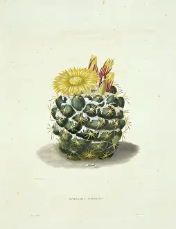 Cacti: Parodia sellowii, cactus