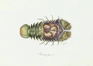Slipper: Parribacus antarcticus, slipper lobster