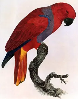 Bent: Parrot