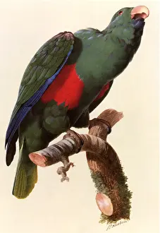 Barraband: Parrot