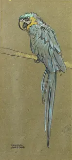 Parrots: Parrot