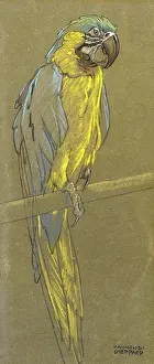 Parrots: Parrot