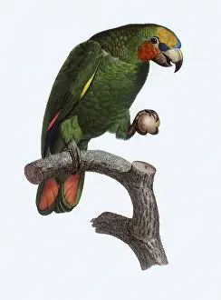 Footing: Parrot with Ball