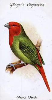 Finches: Parrot Finch
