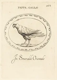 Psittacus: Parrot in oriental emerald