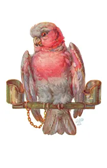 Bowley: Parrot on a perch
