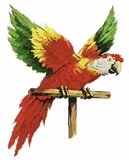 Settles: Parrot on its Perch