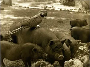 Unlikely: Parrot and pigs - an unlikely combination!