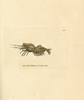 Spinus: Parrot shrimp, Spirontocaris spinus