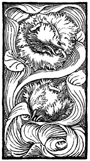 Lilley: Parrot Tulip
