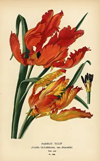 Gesneriana: Parrot tulip, Tulipa gesneriana